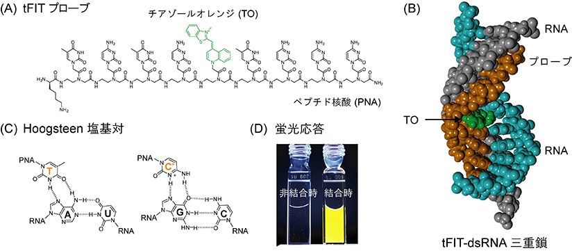 Triplex-forming Peptide Nucleic Acid Probe Having Thiazole Orange as a Base Surrogate for Fluorescence Sensing of Double-stranded RNA