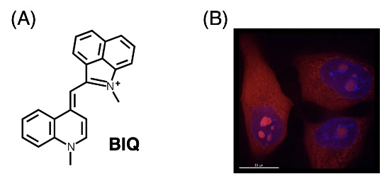 Figure 1. (A) Chemical structure of BIQ and (B) fluorescence image of living MCF7 cells stained by BIQ with nuclear counterstaining with Hoechst 33342.