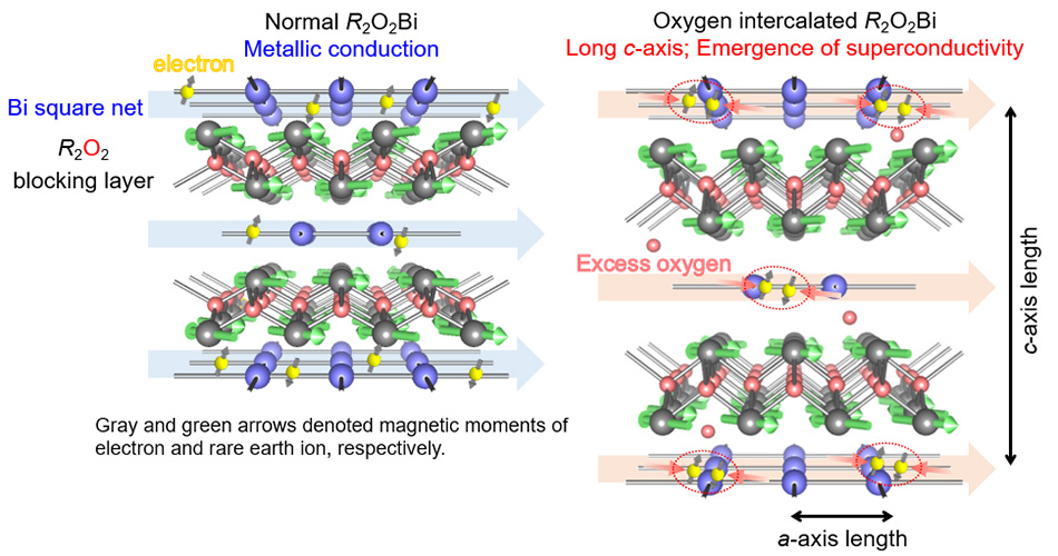 Fig. 1  Crystal structure of R2O2Bi. The c-axis length increases via oxygen intercalation. 