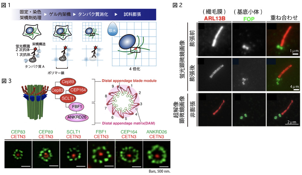 Imaging primary cilia and basal body below the diffraction limit by combinatorial use of expansion microscopy and super-resolution microscopy