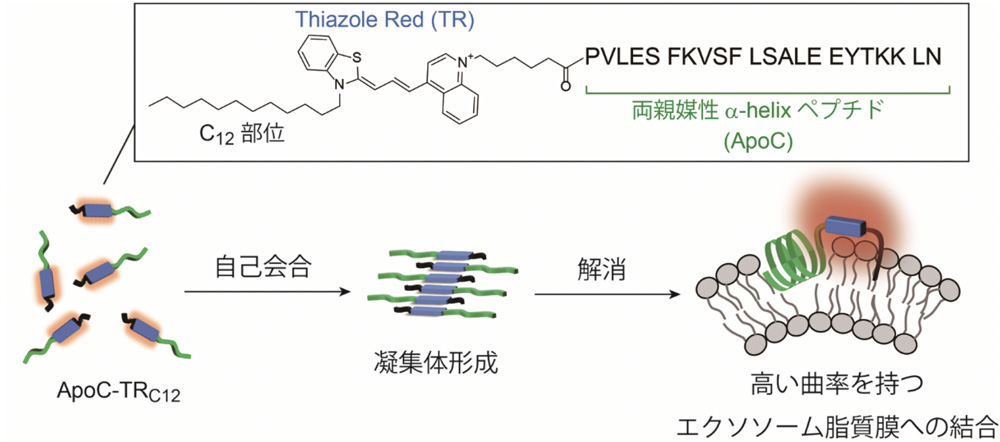 Simple, rapid and sensitive detection of exosomes based on self-assembly/disassembly mechanism of amphipathic helical peptide-based fluorescence probes