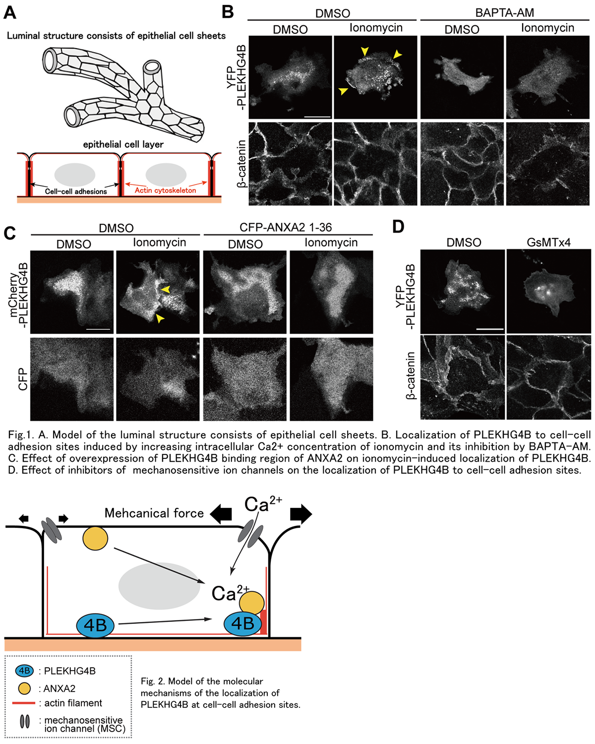 Calcium influx promotes PLEKHG4B localization to cell-cell junctions and regulates the integrity of junctional actin filaments