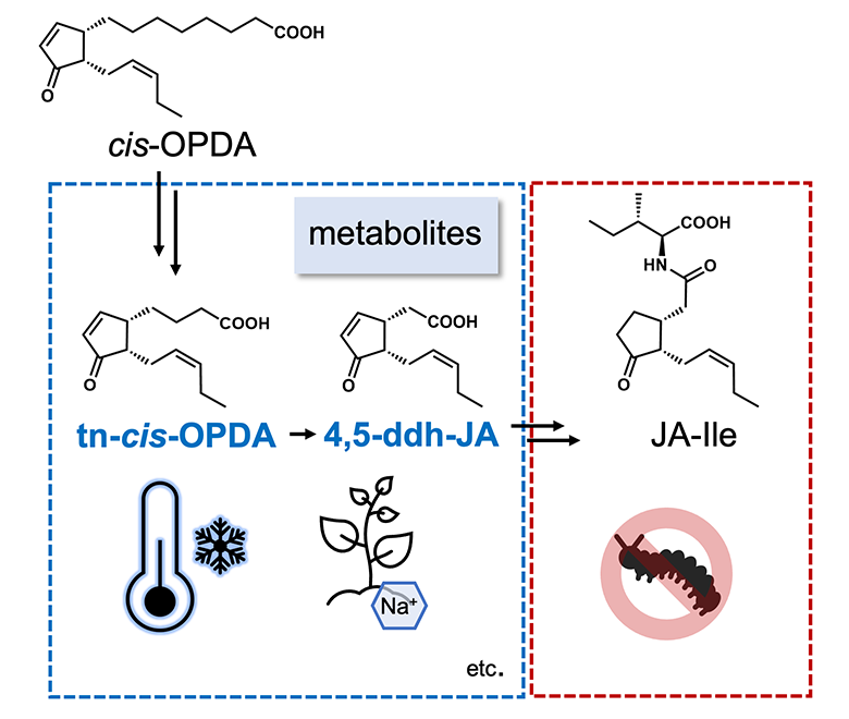 A Hidden New Function in a Plant Hormone Precursor
