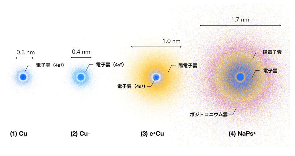 図： (1) 銅原子，(2) 銅原子負イオン，(3) 陽電子銅原子，(4) 陽電子ナトリウム原子の外殻電子，陽電子，ポジトロニウム分布．電子を青色，陽電子を橙色，ポジトロニウムを紫色で示します．（1 nm は10–9 m）