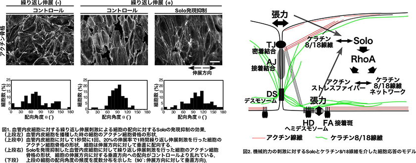 図：細胞が機械的力を感知する分子機構の発見