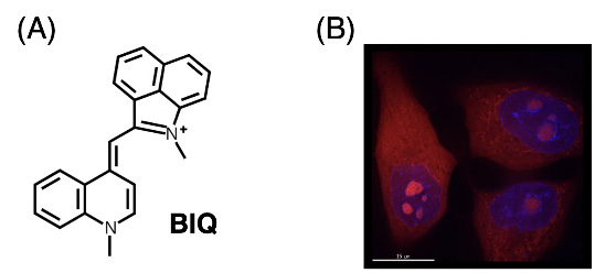 図　(A) BIQの構造と(B) BIQによる生細胞（ヒト乳がん細胞）の蛍光イメージング：核（青色）の中で、赤く染まっている部分が核小体。