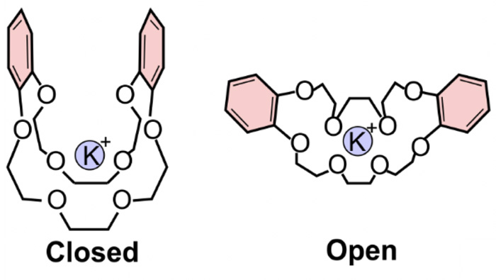 図．クラウンエーテルの一種であるジベンゾ-24-クラウン-8がK+イオンを取り込んだホストゲスト化合物の構造。2つのベンゼン環の間の距離が異なる2種類の配座異性体（コンフォマー）をクライオIM-MSを用いて分離して観測した。