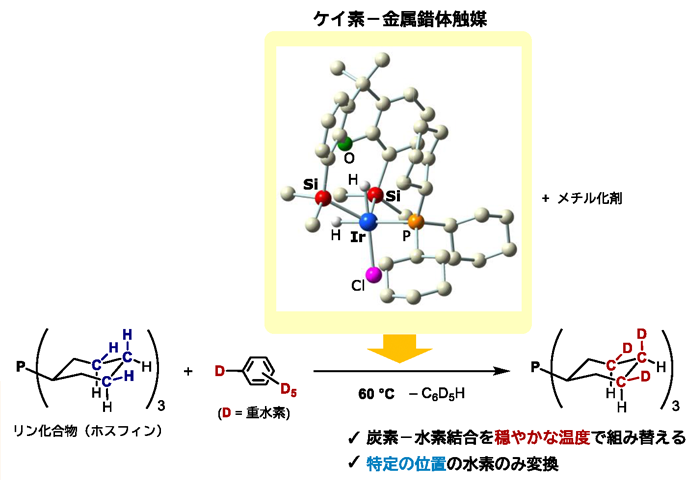 ケイ素配位子を活かした金属錯体触媒のデザイン：炭素－水素結合を組み替える新反応の促進
