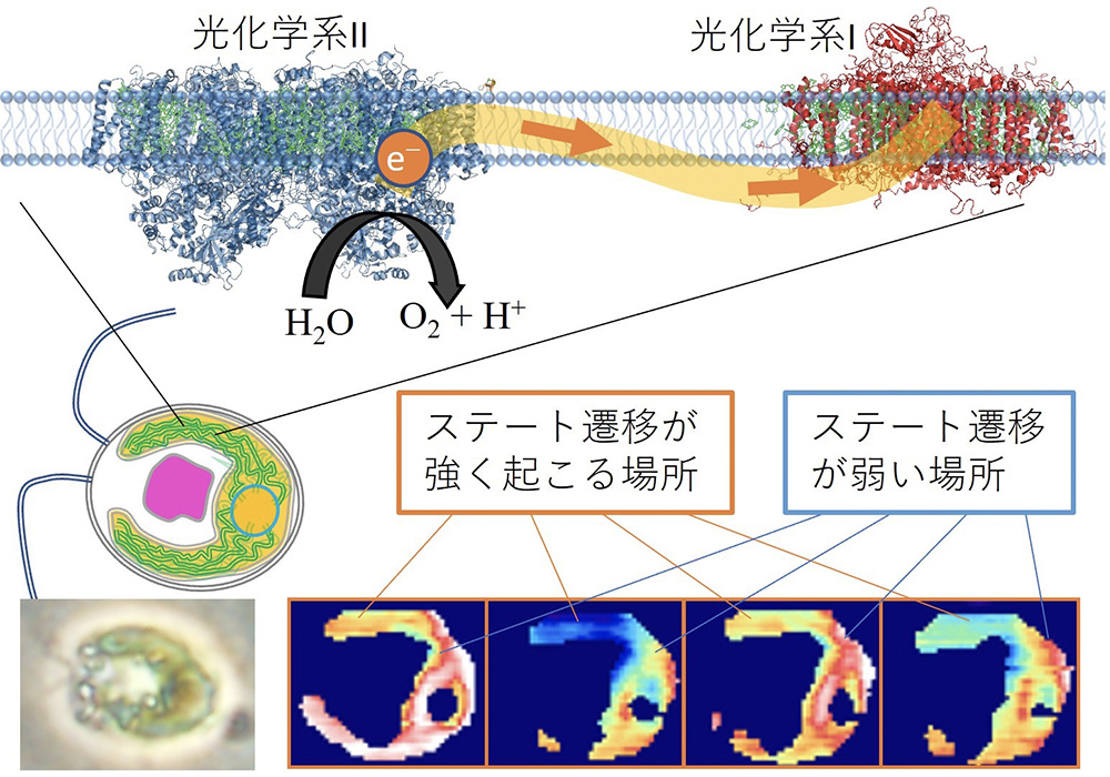 光合成のアンテナタンパク質の移動の可視化に成功