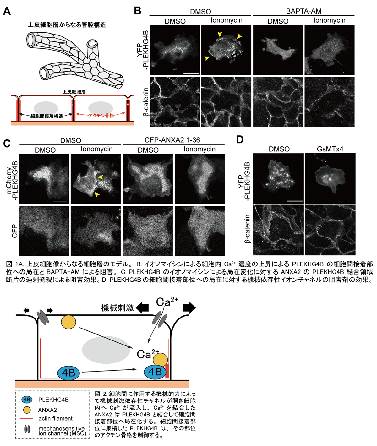 細胞内アクチン骨格の制御因子PLEKHG4BのCa2+依存的な細胞内局在と細胞間接着形成の制御機構