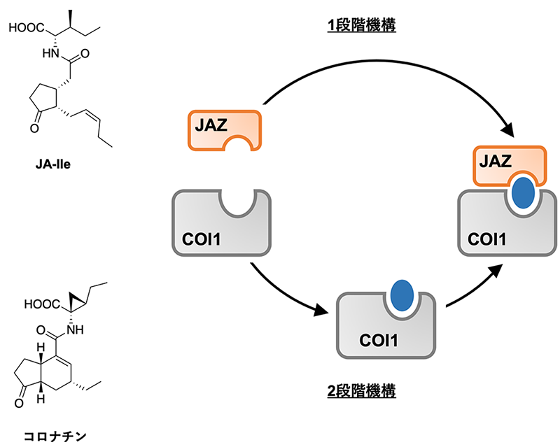 分子糊（モレキュラー・グルー）の２つの作用機構