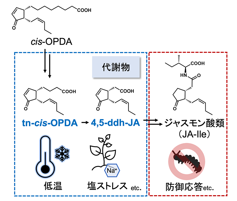 植物ホルモンの原料に隠された新機能